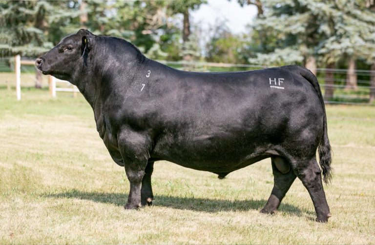 2026 Pentire Angus Sale