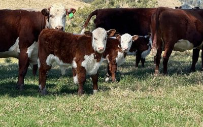 2026 Pentire Angus Sale